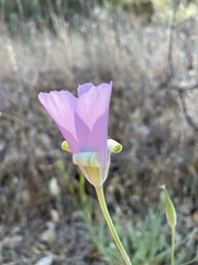 Calochortus splendens