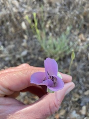 Calochortus splendens
