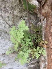 Adiantum bellum
