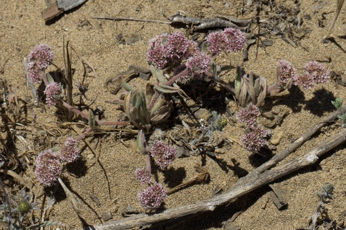 Image of Chorizanthe cuspidata by (c) Arvel Hernandez, some rights reserved (CC BY-SA)