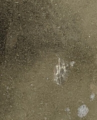 Emerita analoga