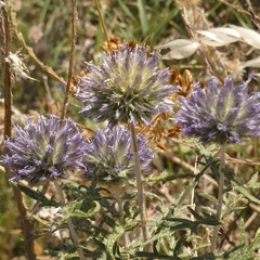 Echinops strigosus