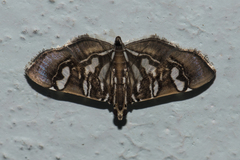 Chabula telphusalis