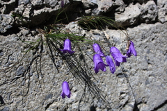 Campanula carnica