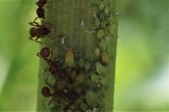 Aphis spiraecola