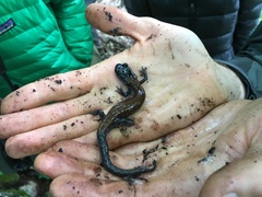 Plethodon yonahlossee