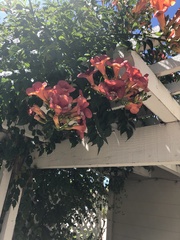 Campsis × tagliabuana