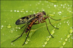 Rhagio atlanticus