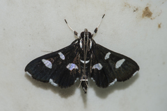 Bocchoris