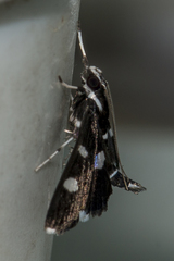 Bocchoris