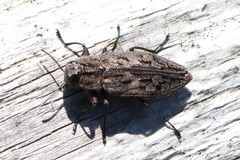 Chrysobothris dentipes