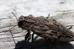 Chrysobothris dentipes