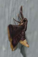 Hypsopygia mauritialis