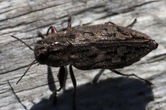 Chrysobothris dentipes