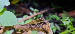 Anolis tropidolepis