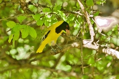 Oriolus larvatus