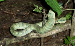 Tropidolaemus subannulatus