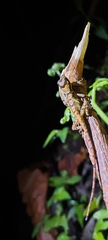 Anolis tropidolepis