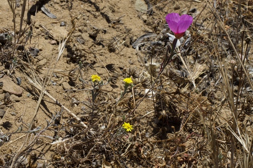Image of Lessingia germanorum by (c) Arvel Hernandez, some rights reserved (CC BY-SA)