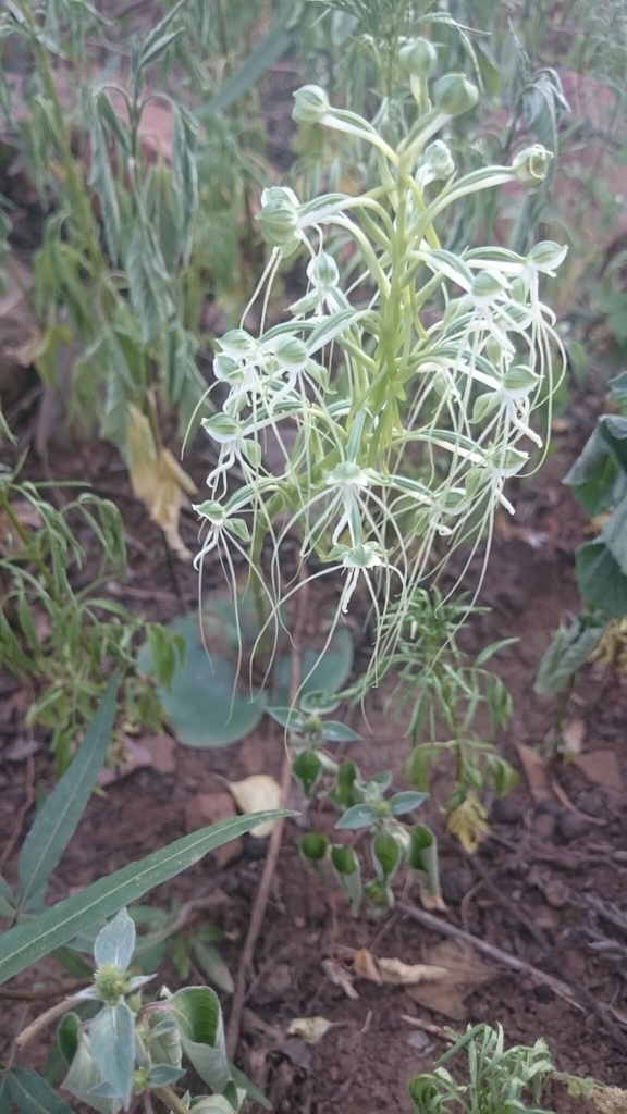 Wisp Ghost Orchid