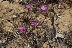 Clarkia rubicunda