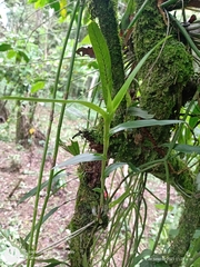 Epidendrum eustirum