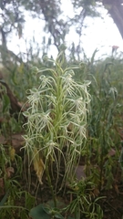 Habenaria kraenzliniana