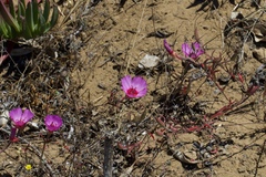 Clarkia rubicunda