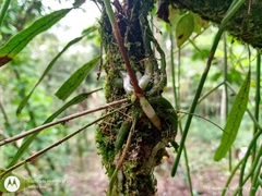 Epidendrum eustirum