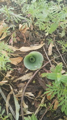 Habenaria kraenzliniana