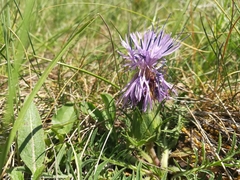 Carthamus mitissimus