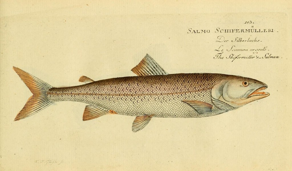 Austrian Lakes Trout