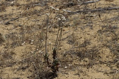 Eriogonum latifolium