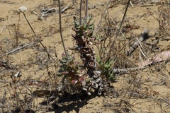 Eriogonum latifolium