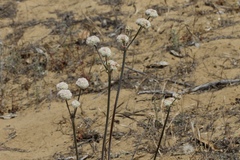Eriogonum latifolium