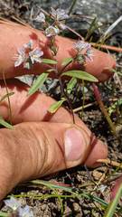 Phacelia pringlei