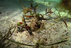 Pugnaso curtirostris