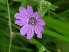 Geranium pyrenaicum