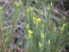 Gnidia styphelioides