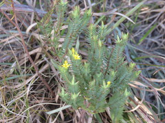 Gnidia styphelioides