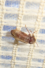 Oligomerus
