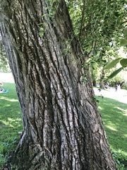 Populus simonii
