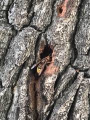 Vespa crabro