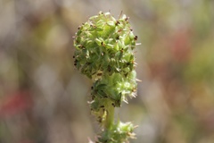 Acaena pinnatifida californica