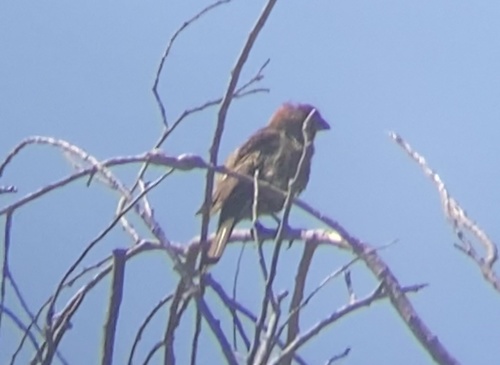 photo of House Finch (Haemorhous mexicanus)