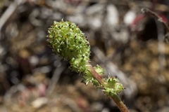 Acaena pinnatifida californica