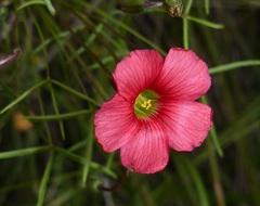 Oxalis pendulifolia
