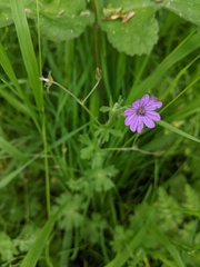 Geranium pyrenaicum