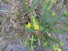 Gnidia styphelioides