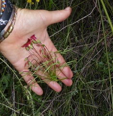 Oxalis pendulifolia